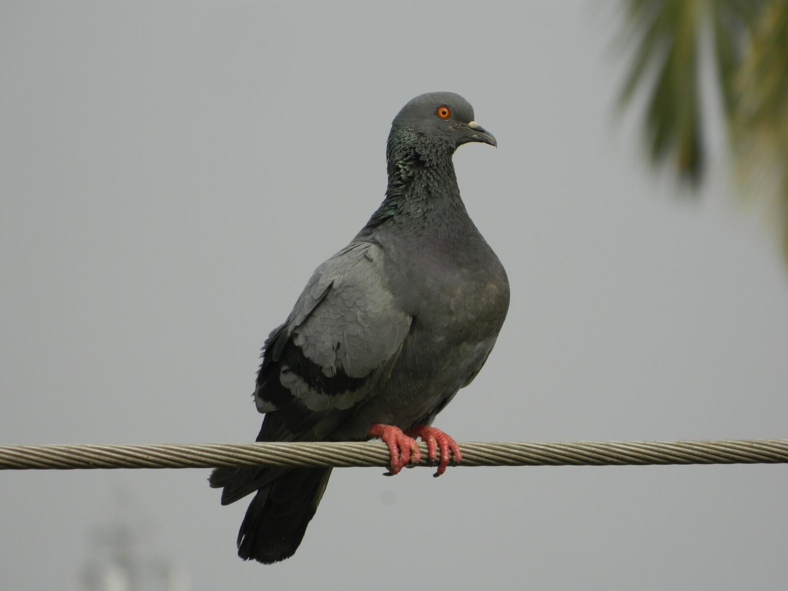 Nikon Coolpix L120 sample photo. Bird, nature, wildlife photography