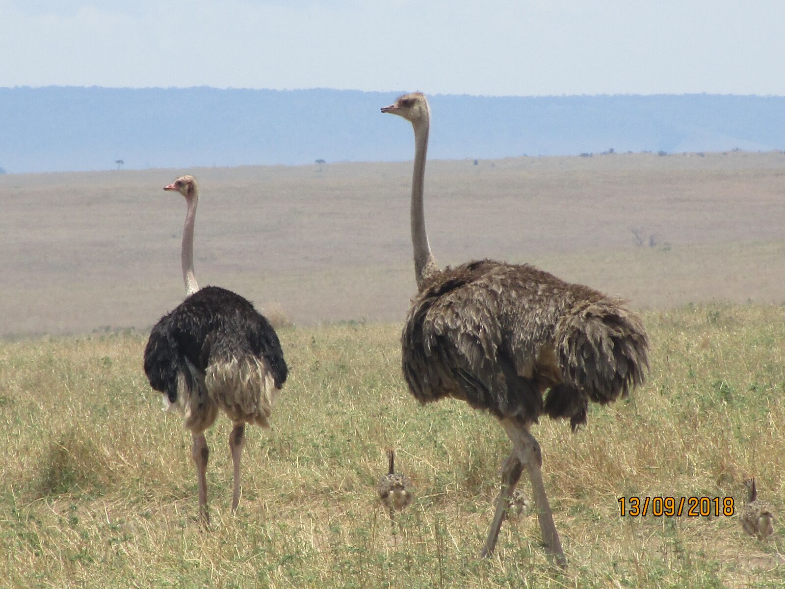 Canon IXUS 190 sample photo. Ostrich, tanzania, africa photography