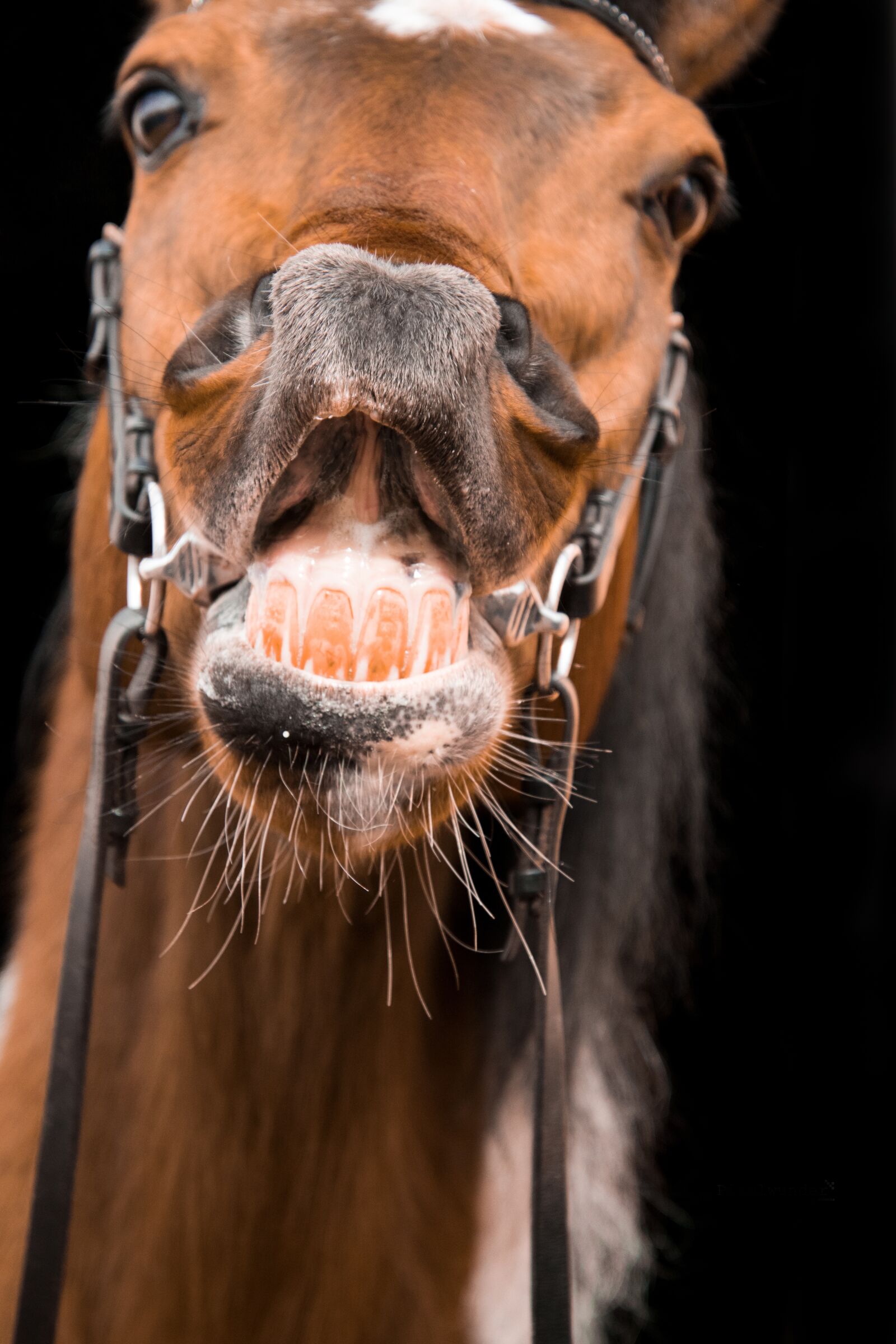 Nikon D3300 sample photo. Portrait, horse, head photography