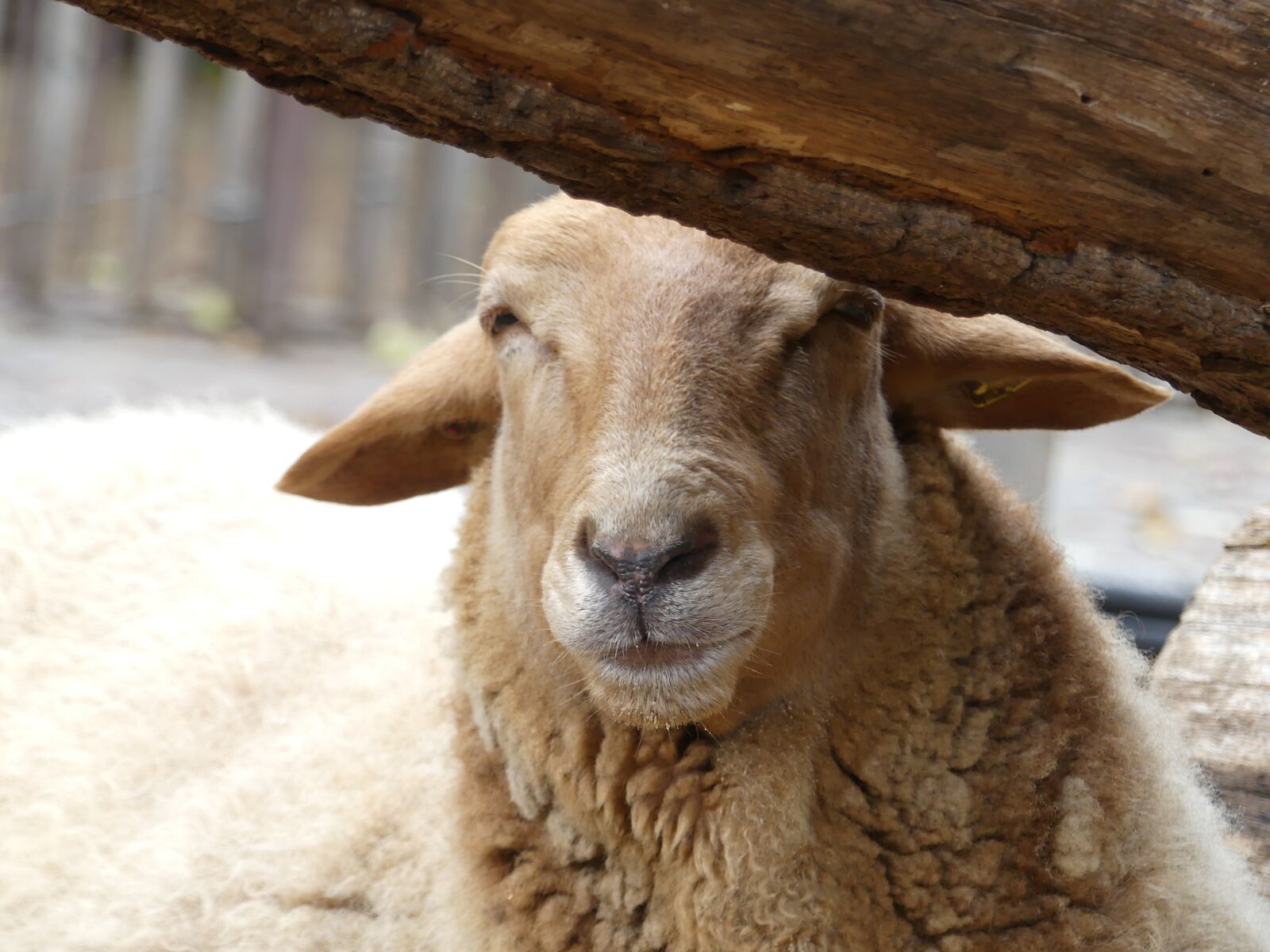 Panasonic Lumix DMC-FZ300 sample photo. Sheep, rest, wool photography