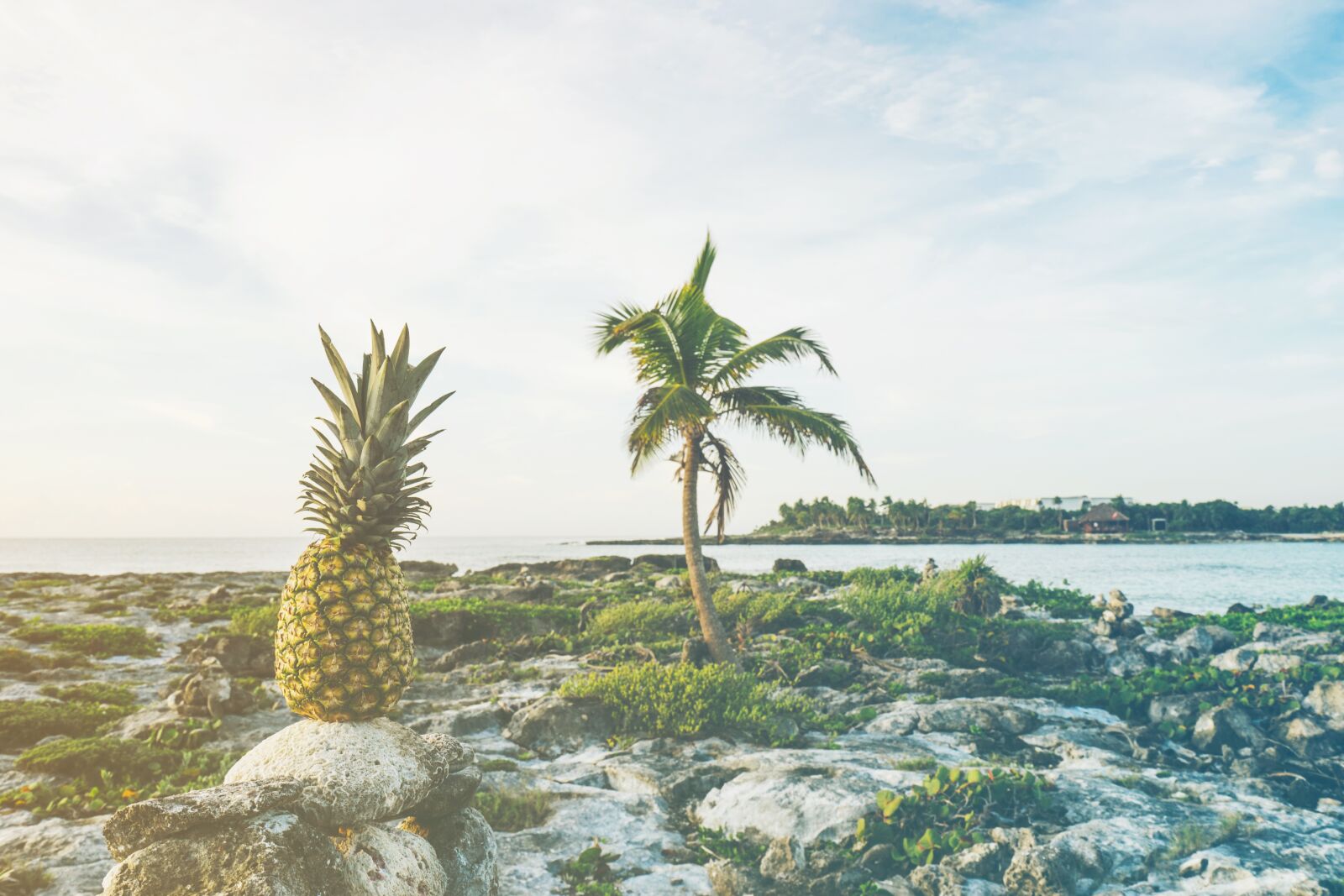 Sony a7 II + Sony Vario-Tessar T* FE 16-35mm F4 ZA OSS sample photo. Beach, coast, fruit photography