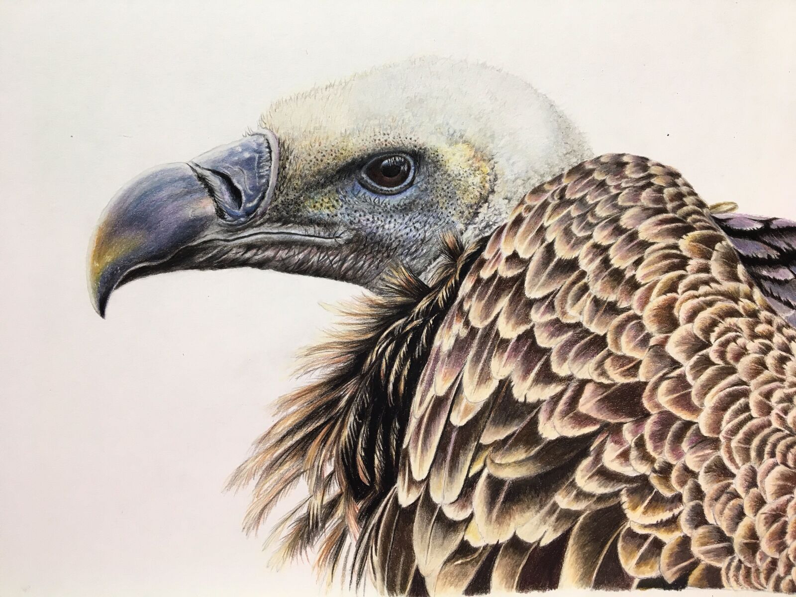 Apple iPhone 6s sample photo. Vulture, bird, nature photography
