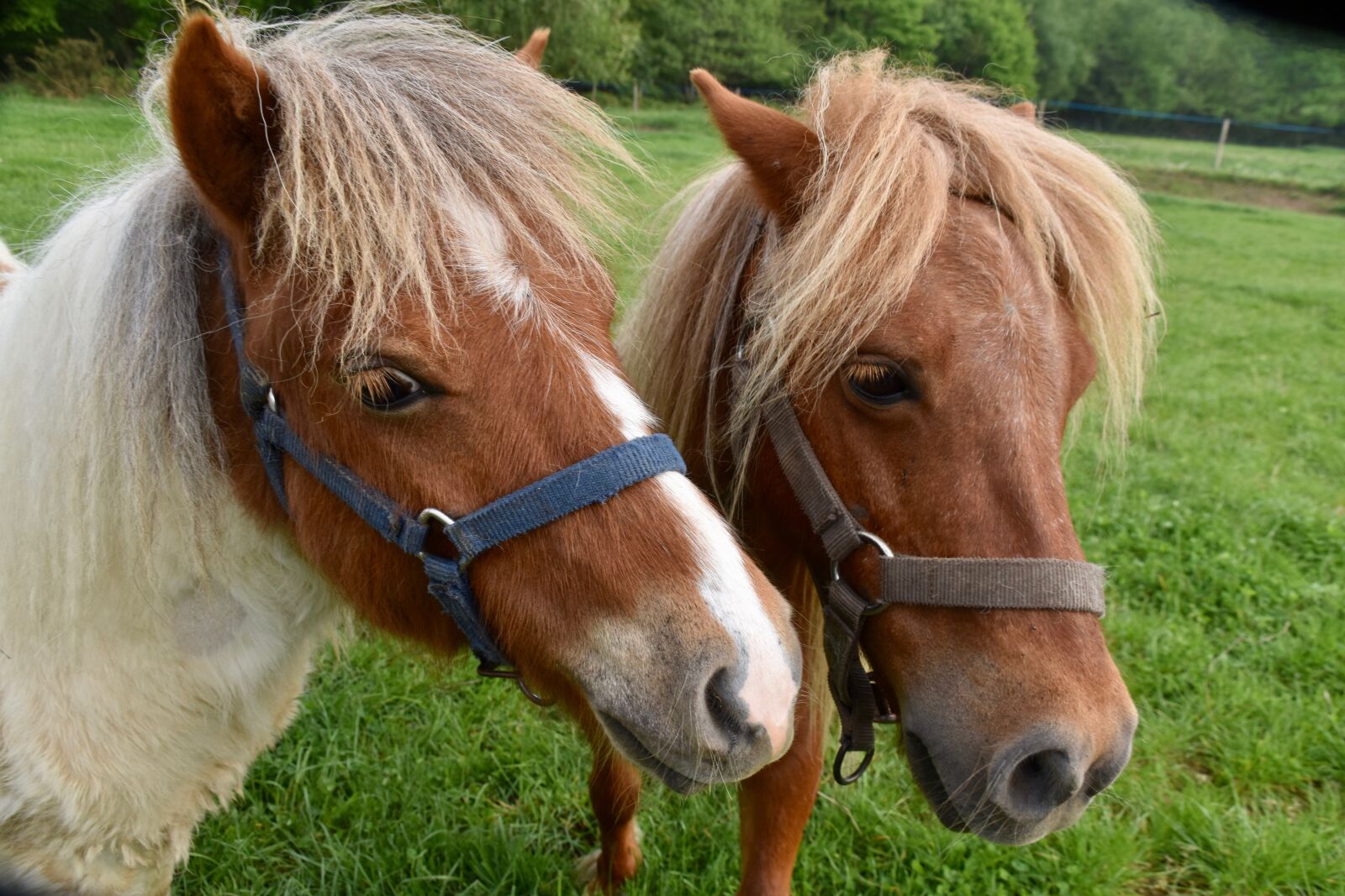 Nikon D5600 sample photo. Ponies and shetlands, equines photography