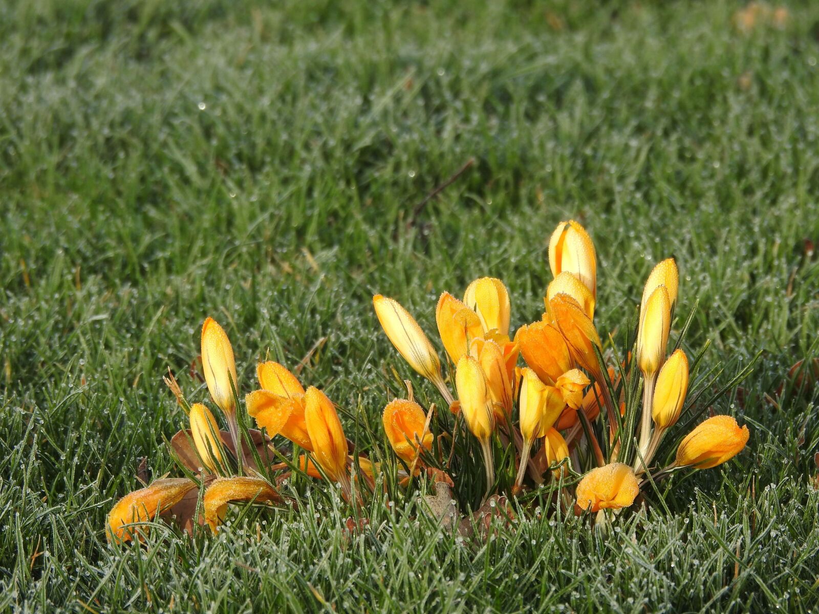 Nikon Coolpix P900 sample photo. Crocus, a little frozen photography