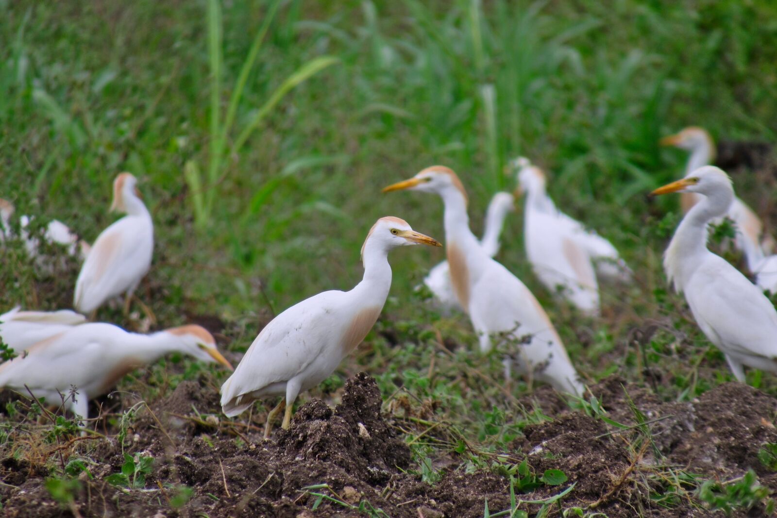 Canon PowerShot SX530 HS sample photo. Bird, egret, wildlife photography