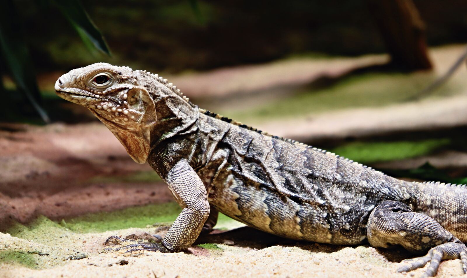 Canon EOS 200D (EOS Rebel SL2 / EOS Kiss X9) sample photo. Reptile, lizard, animal photography