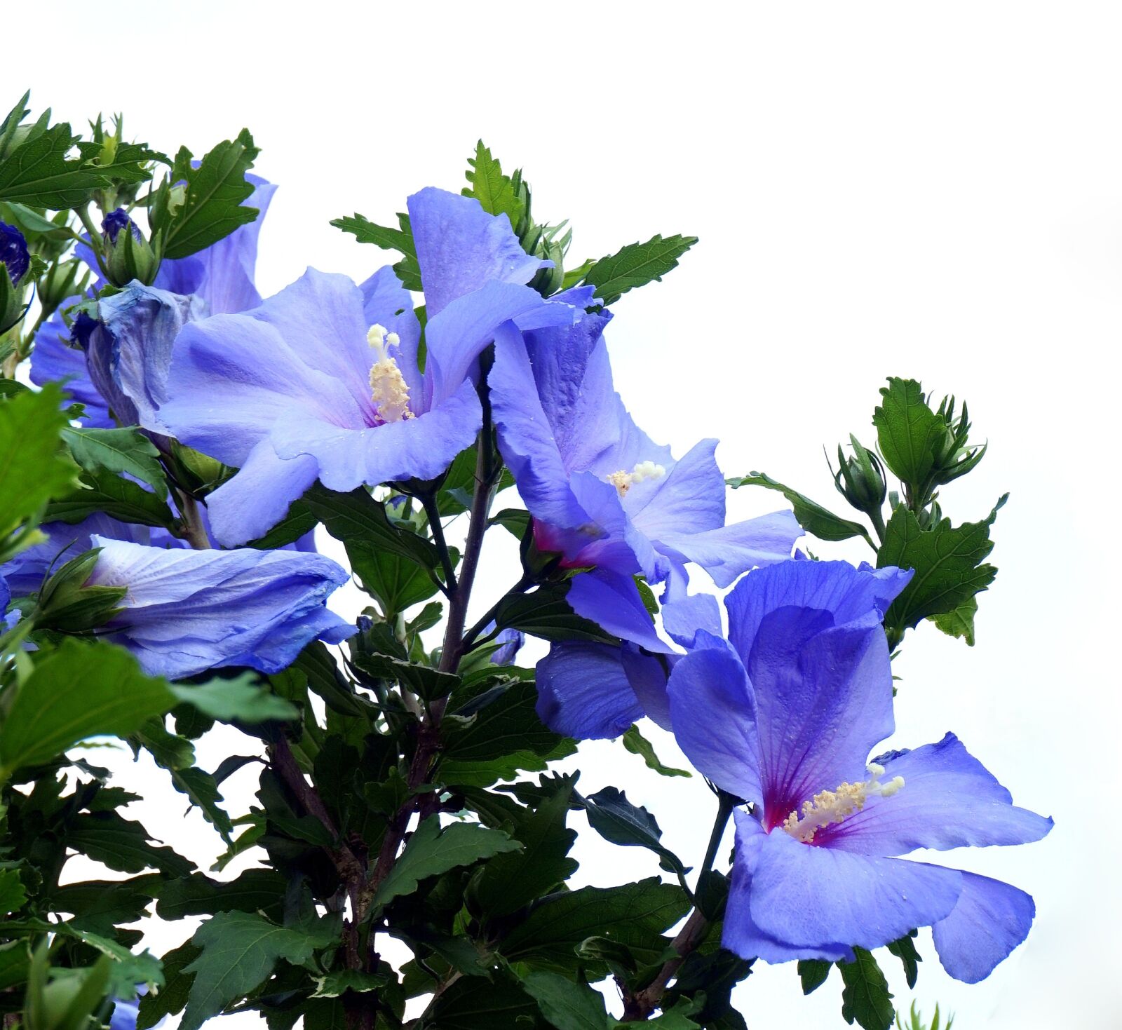 Sony Alpha a5000 (ILCE 5000) sample photo. Flower, blue, plant photography