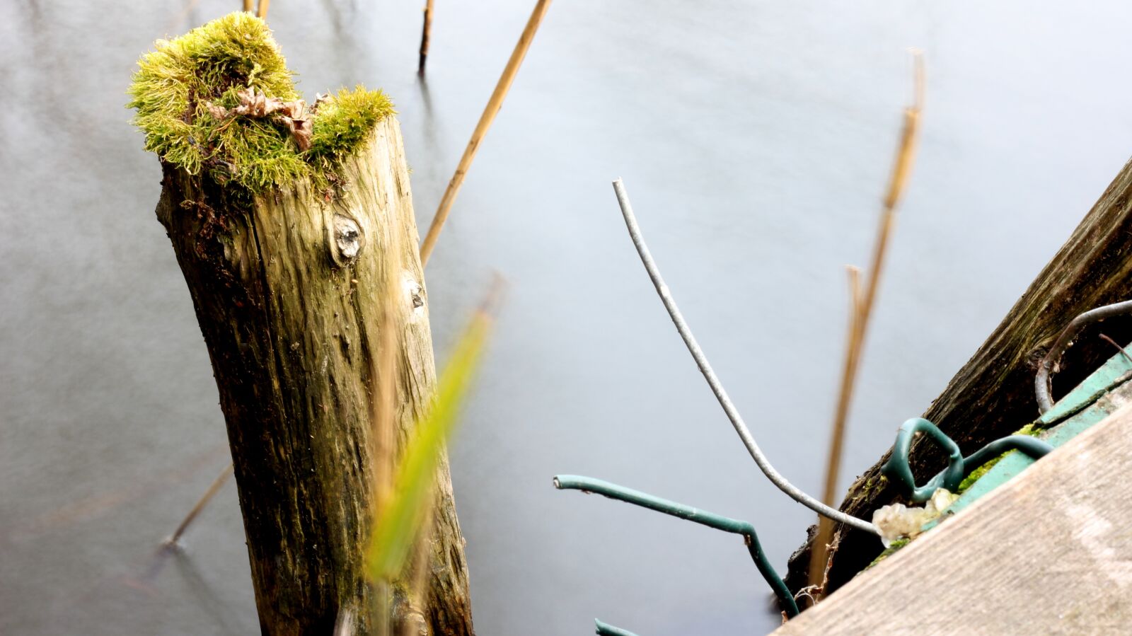 Canon EOS 60D + Canon EF 50mm F1.8 II sample photo. Lake, water, moss photography