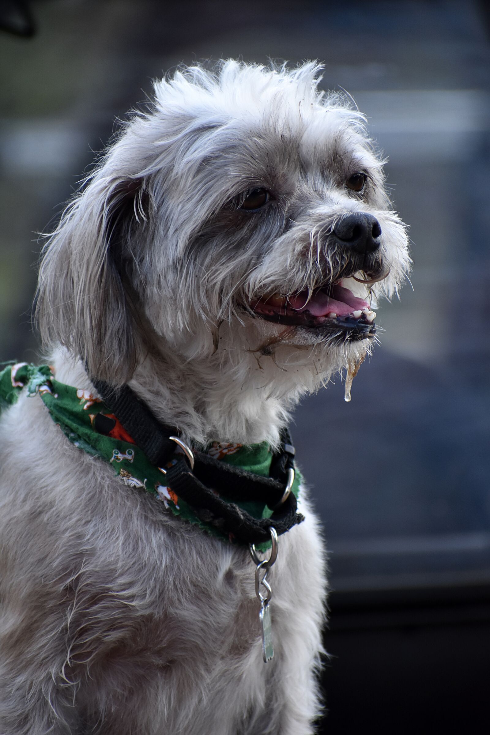 Nikon D3400 sample photo. Benji, dog, white dog photography