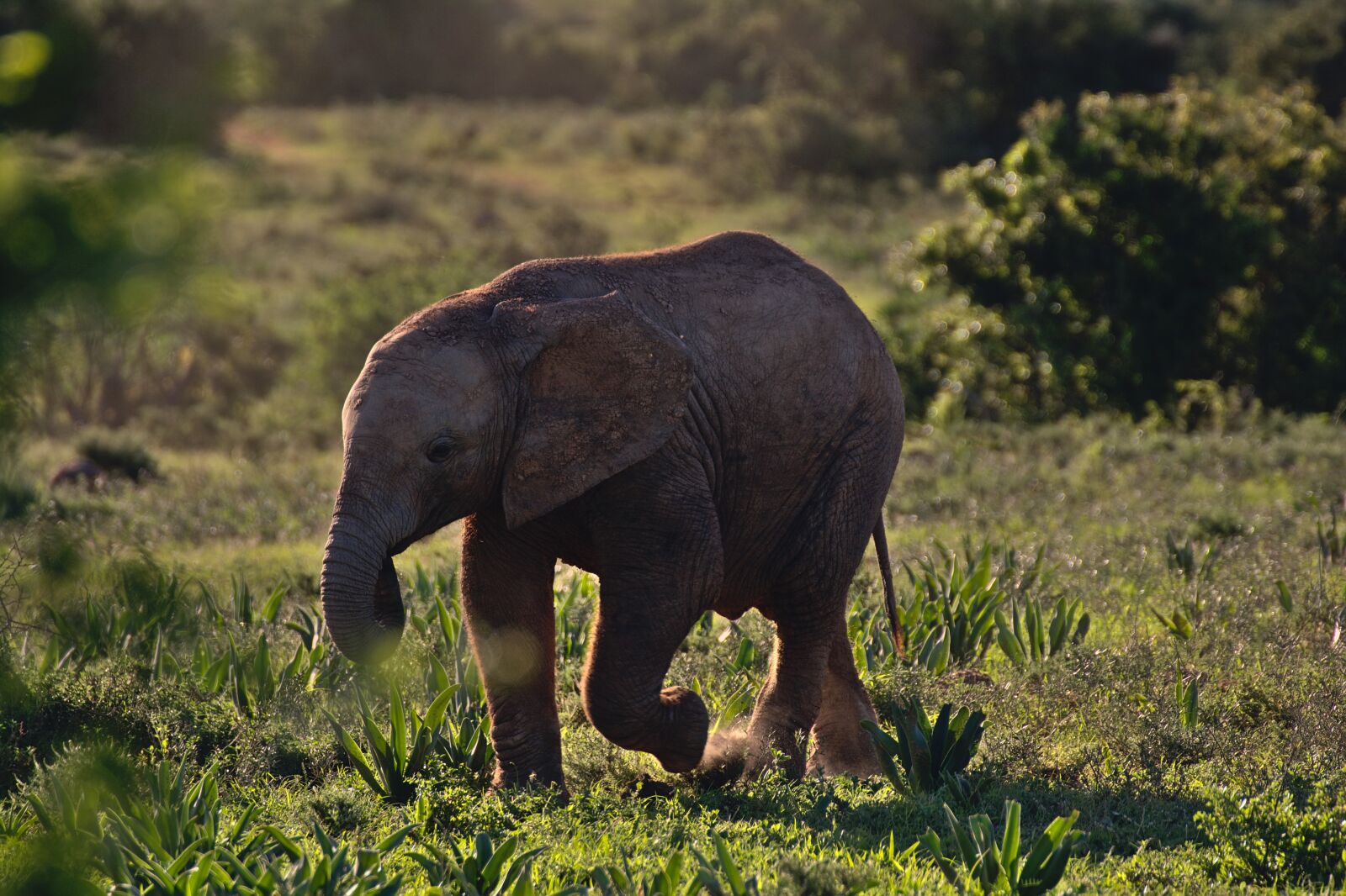 Nikon D5200 sample photo. Elephant, sunset, child photography