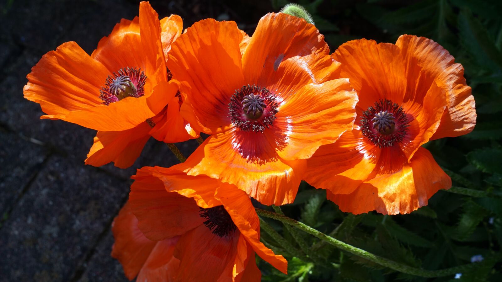 Sony Alpha a5000 (ILCE 5000) + Sony E 55-210mm F4.5-6.3 OSS sample photo. Poppy, flower, blossom photography