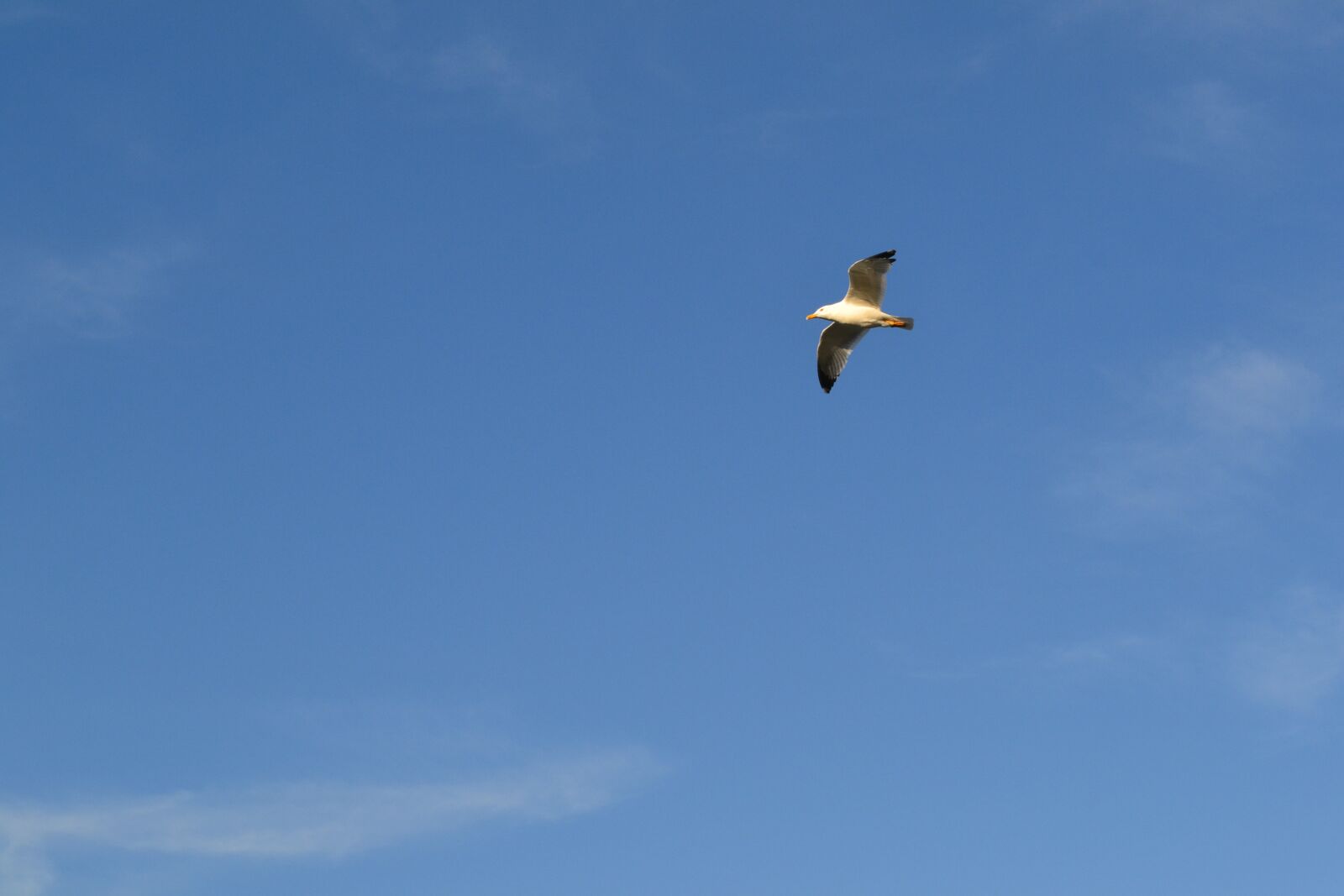 Nikon D3100 sample photo. Seagull, bird, sky photography