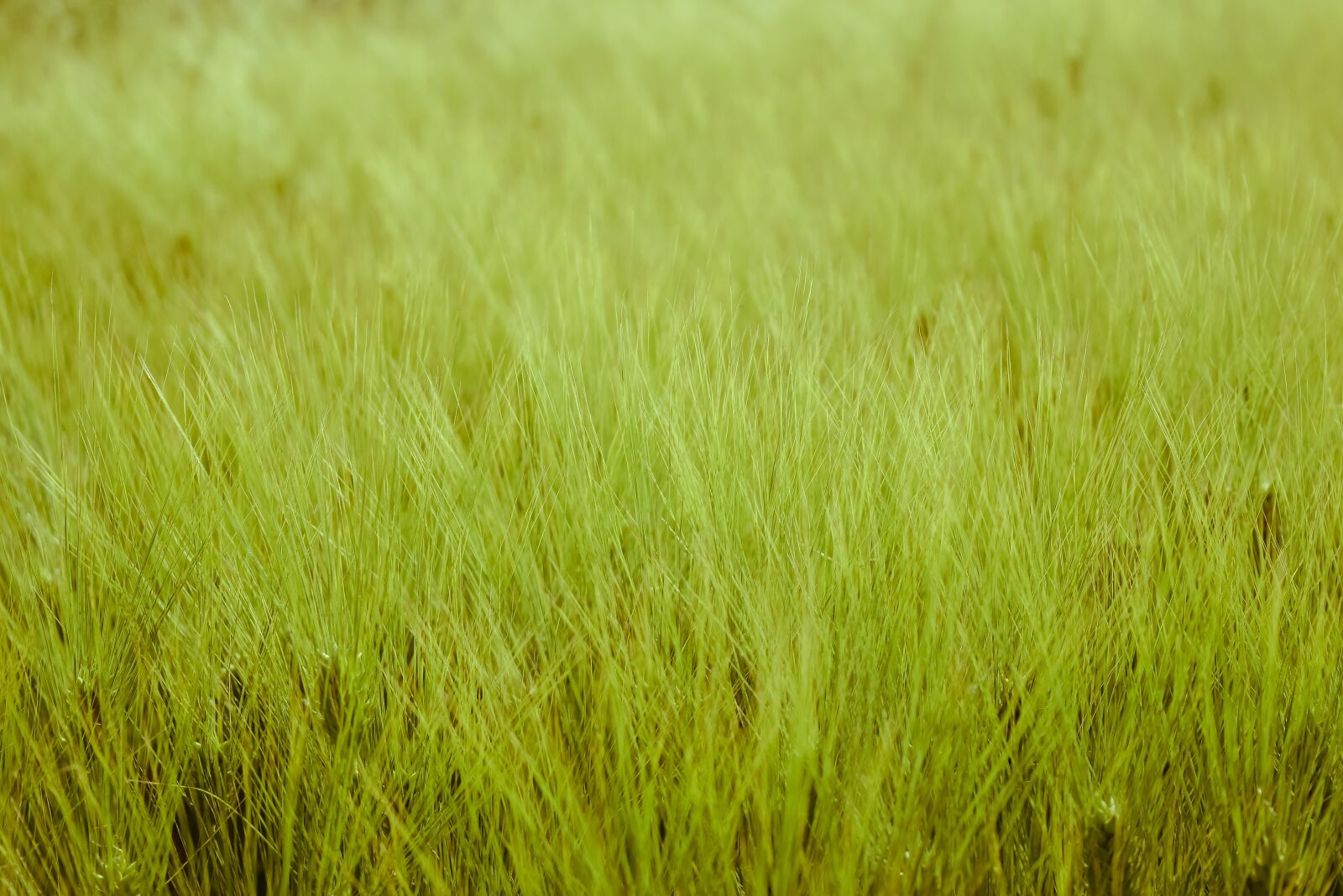 Nikon D3300 sample photo. Ears of corn, green photography