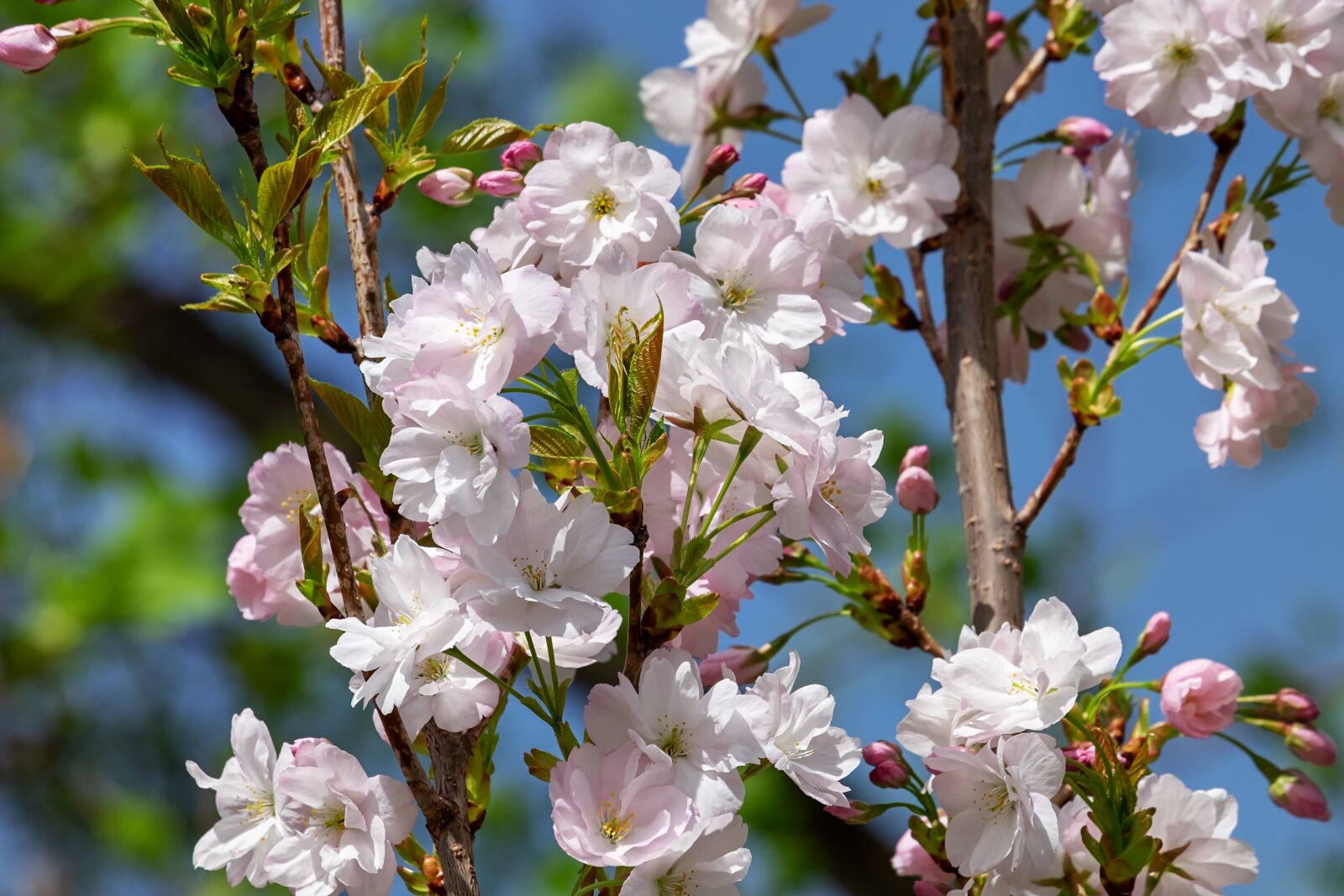 Fujifilm XF 55-200mm F3.5-4.8 R LM OIS sample photo. Japanese column cherry, prunus photography