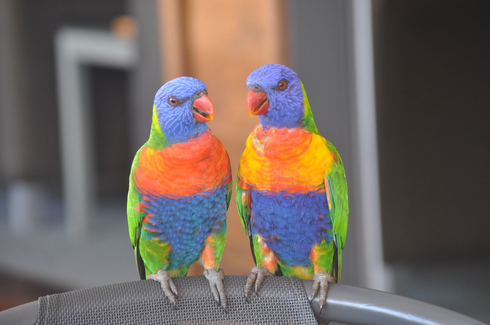 Nikon D5000 sample photo. Bird, nature, tropical photography