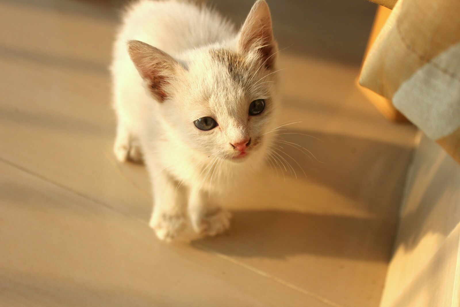 Canon EOS 550D (EOS Rebel T2i / EOS Kiss X4) sample photo. Baby cat, kitten, cat photography
