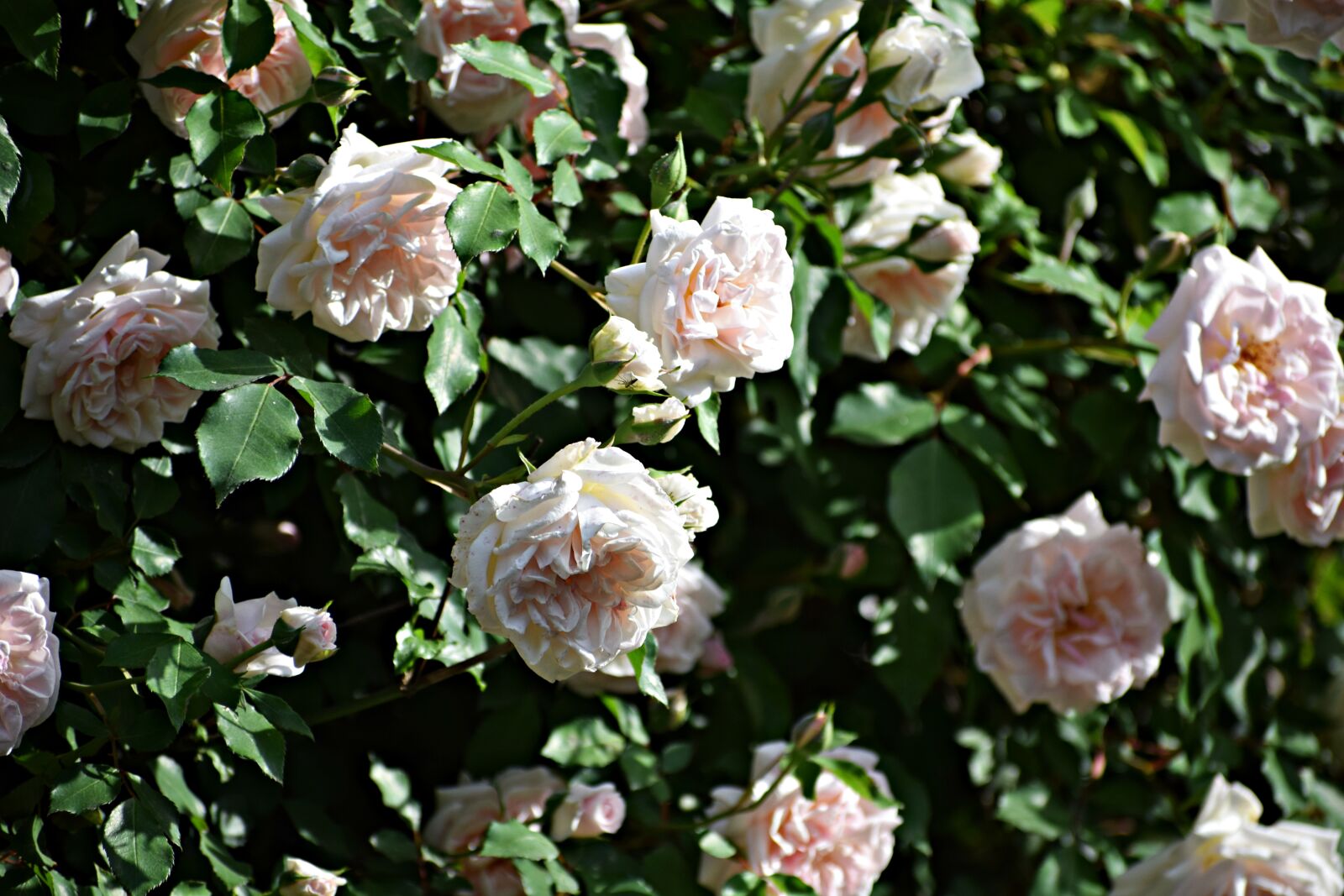 Nikon D3300 sample photo. Rose, flowers, nature photography
