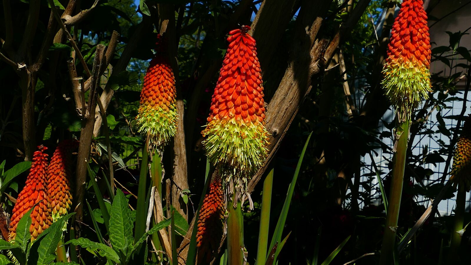 Panasonic Lumix DMC-FZ1000 sample photo. Flowers, plants, kniphofia photography