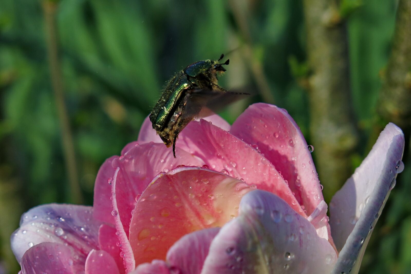 Canon PowerShot G15 sample photo. Rose beetle, flying, nature photography