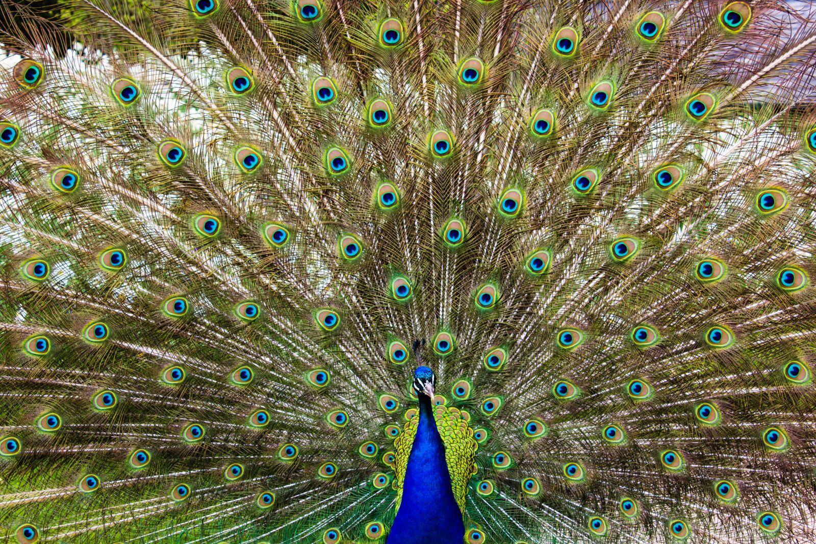 Canon EOS 1200D (EOS Rebel T5 / EOS Kiss X70 / EOS Hi) sample photo. Peacock, bird, wildlife photography