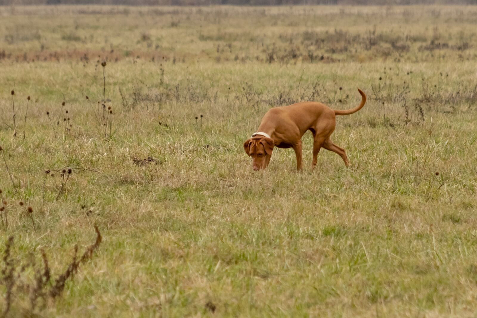 Canon EF75-300mm f/4-5.6 sample photo. Dog, pets, hairy photography
