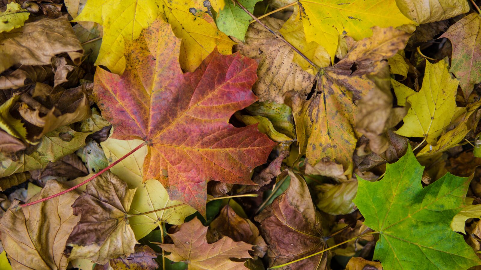 30mm F1.4 DC DN | Contemporary 016 sample photo. Autumn leaf, leaf, tr photography