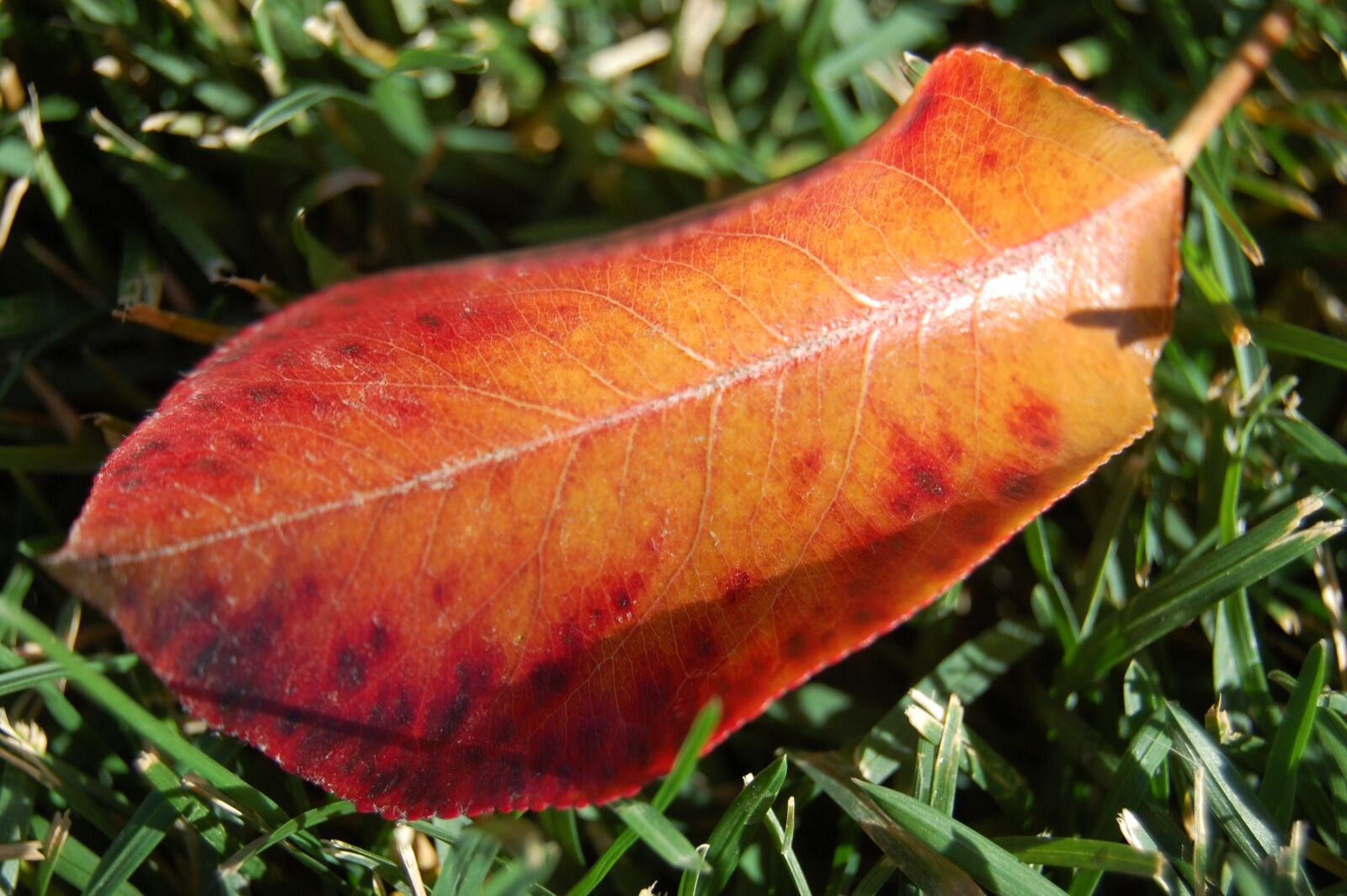 Nikon D40 sample photo. Fall, autumn, leaf photography