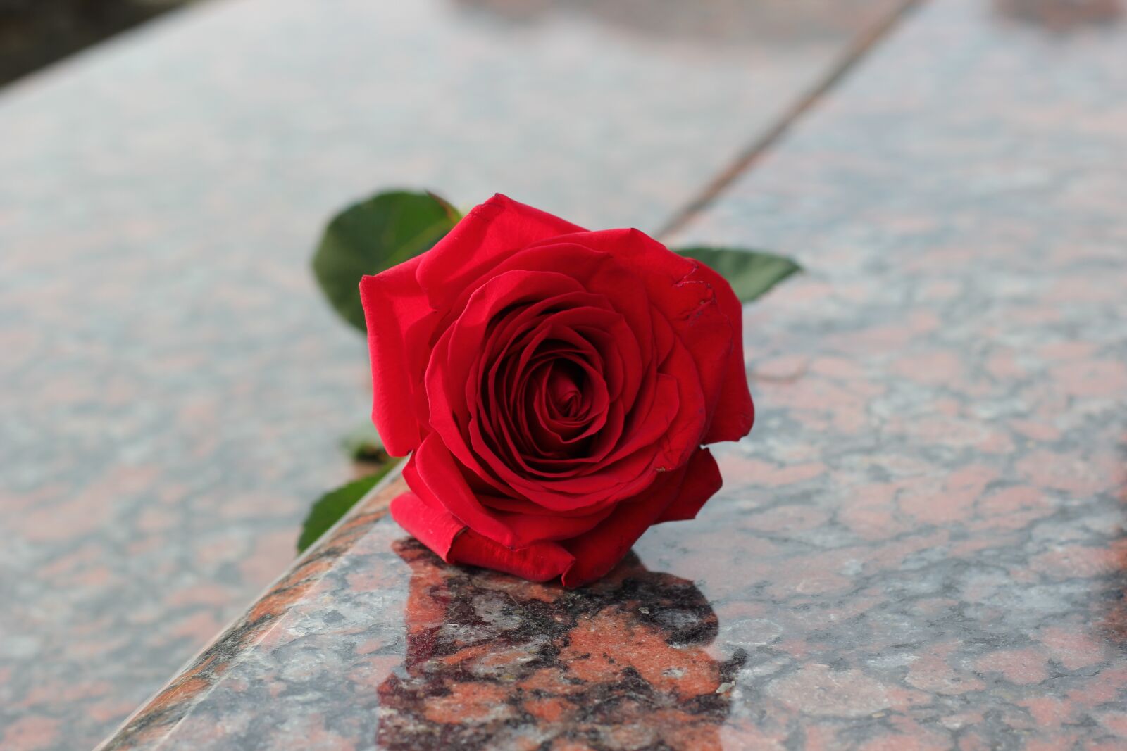 Canon EOS 550D (EOS Rebel T2i / EOS Kiss X4) sample photo. Red rose, red marble photography