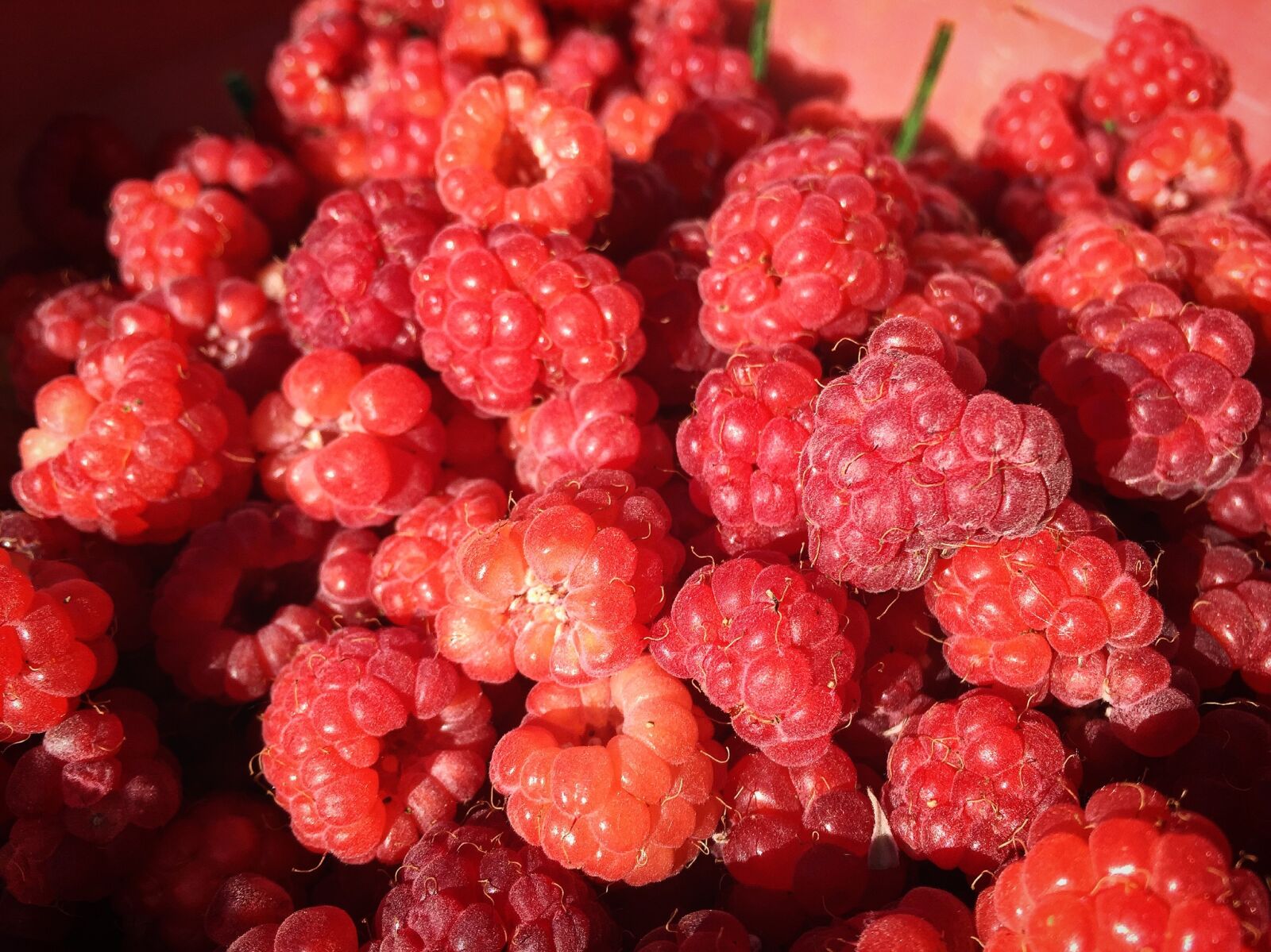 Apple iPhone 6 sample photo. Fruit, raspberry, summer photography