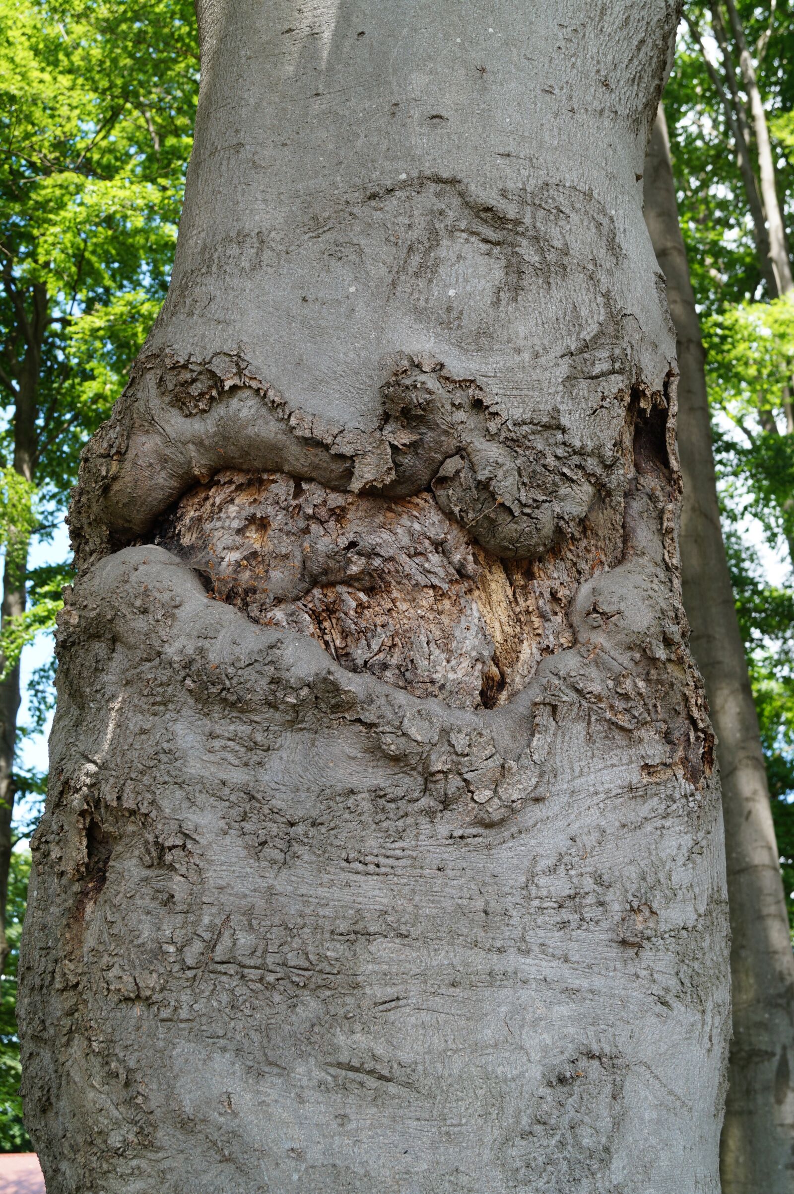 Sony DT 18-55mm F3.5-5.6 SAM II sample photo. Tree, bark, log photography