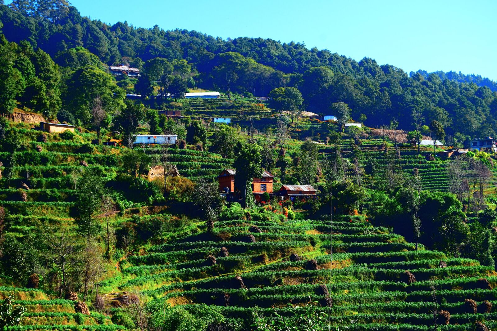 Nikon D3300 sample photo. Village, greenery, landscape photography