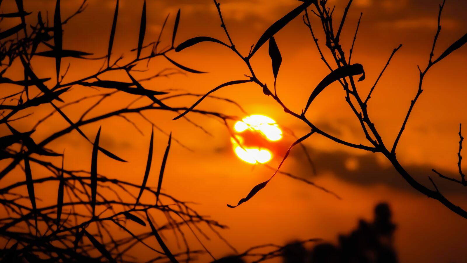 Canon PowerShot SX400 IS sample photo. Branch, sunset, nature photography