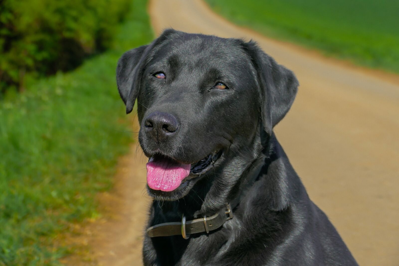 Panasonic Lumix DMC-FZ1000 sample photo. Dog, animal, puppy photography