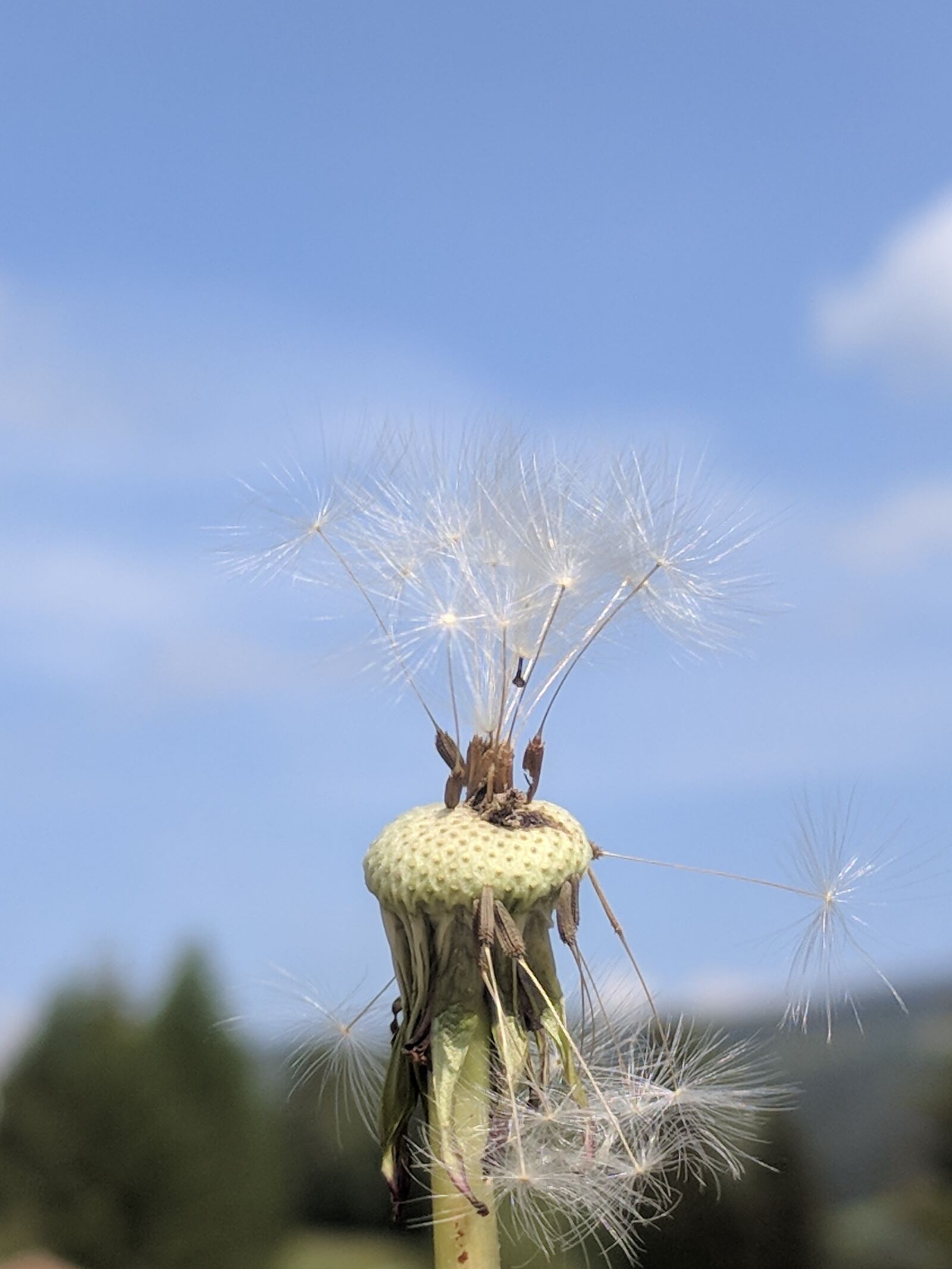Google Pixel sample photo. Dandelion, umbrella, pointed flower photography