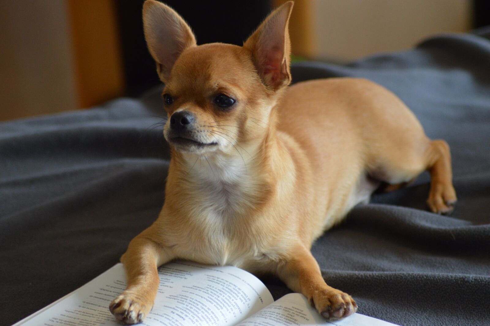 Nikon D3200 sample photo. Chihuahua, dog, book photography