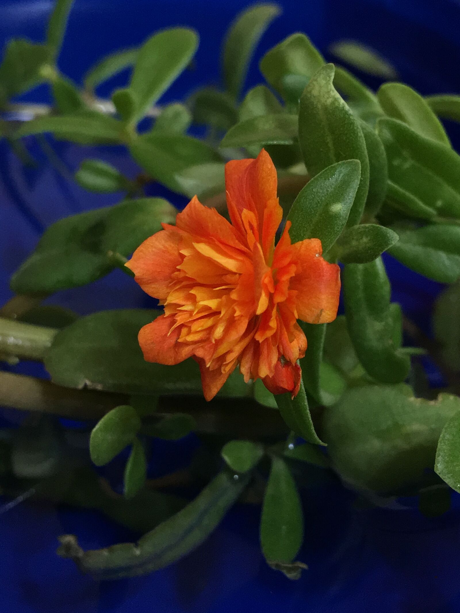 Apple iPhone 6s Plus sample photo. Orange flower, petals orange photography