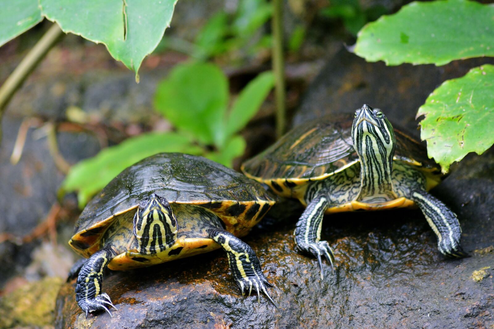 Nikon D5200 sample photo. Turtles, nature, animal world photography