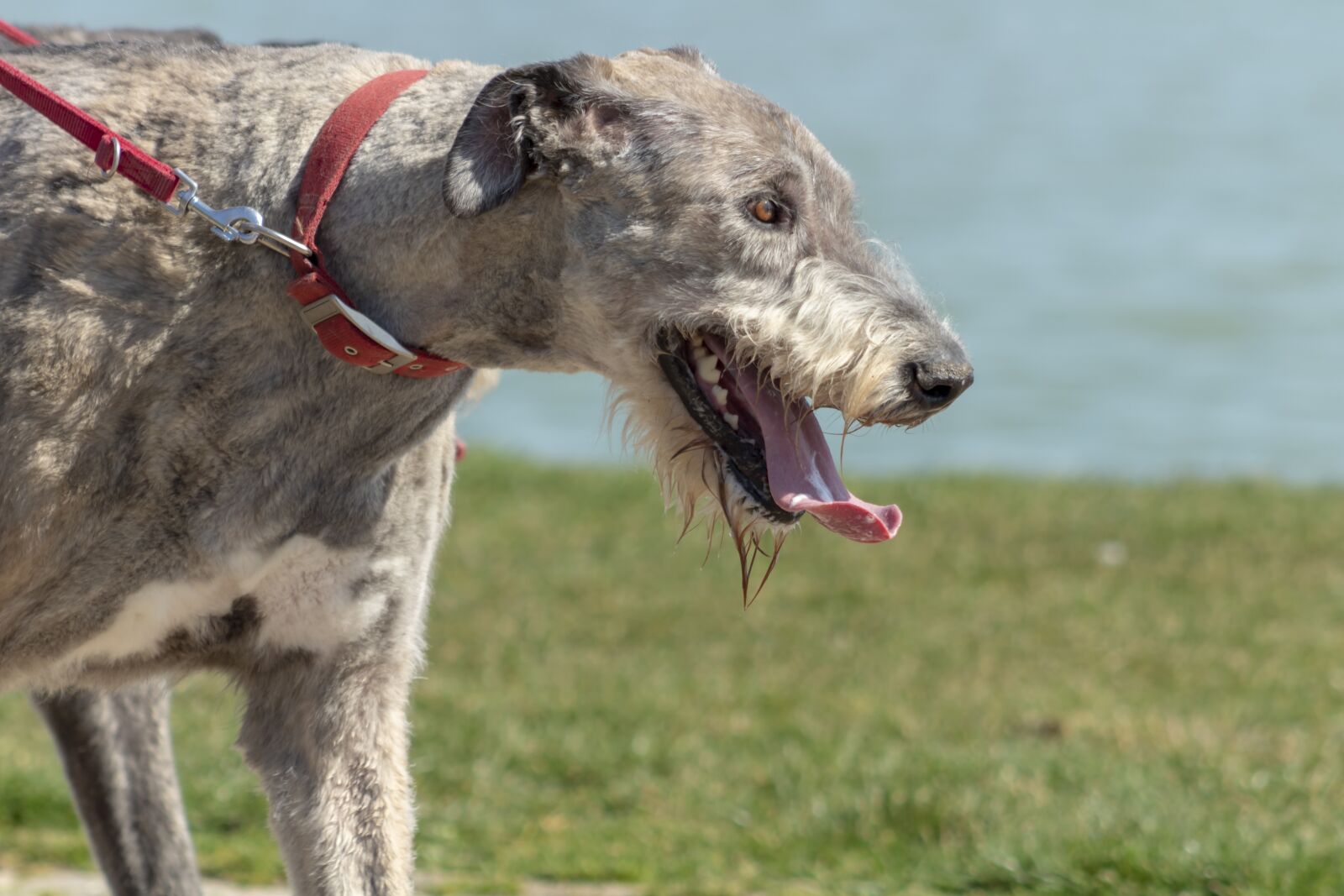 Canon EF75-300mm f/4-5.6 sample photo. Eb, dog, pets photography
