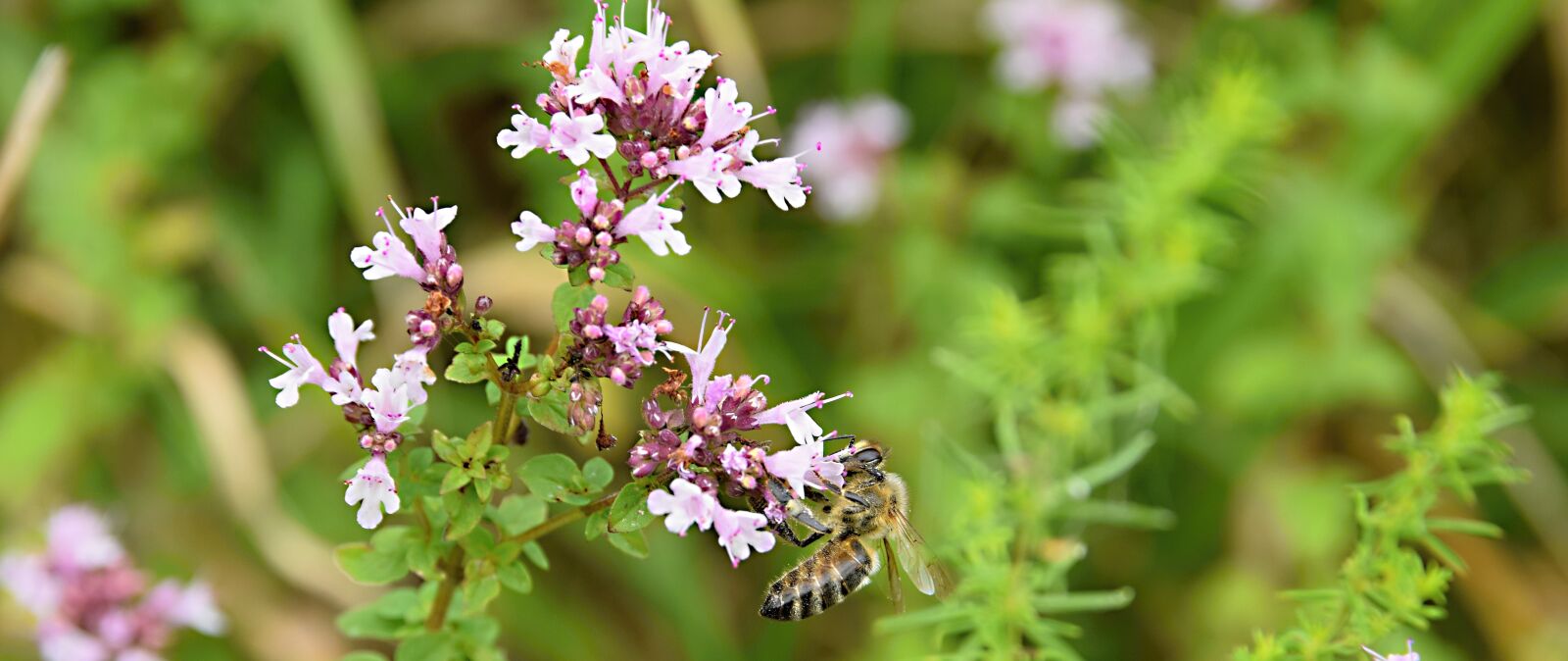 Nikon D5300 sample photo. Bee, insects, meadow photography