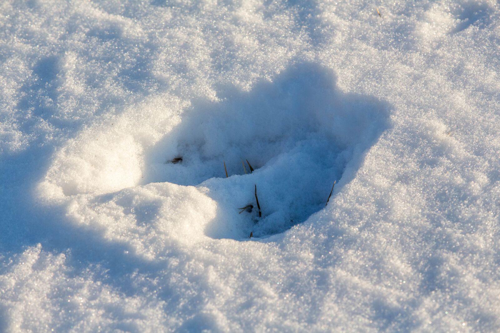 Canon EOS 700D (EOS Rebel T5i / EOS Kiss X7i) sample photo. Snow print, deer, nature photography
