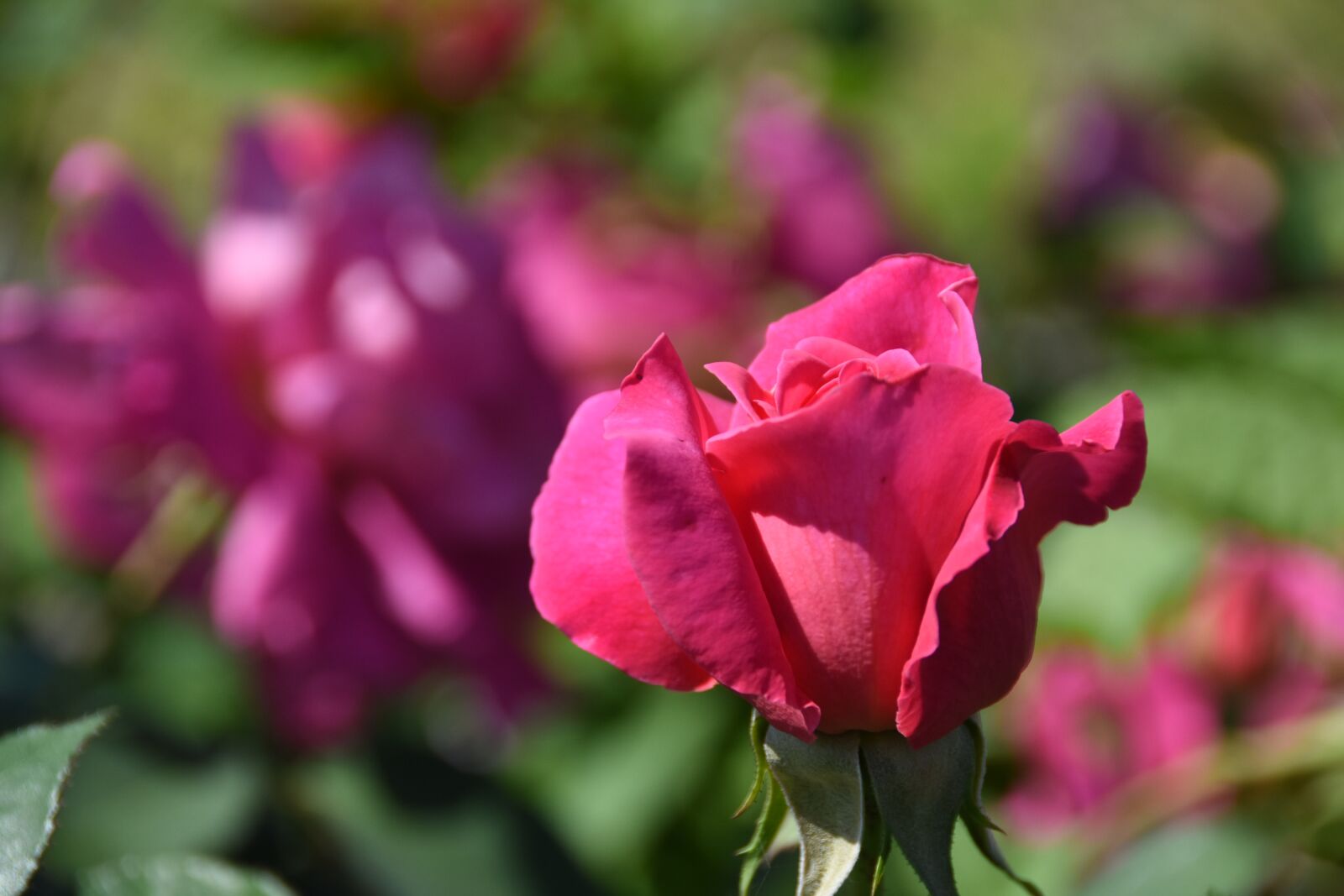 Nikon D7200 sample photo. Rose, maypole queen, garden photography