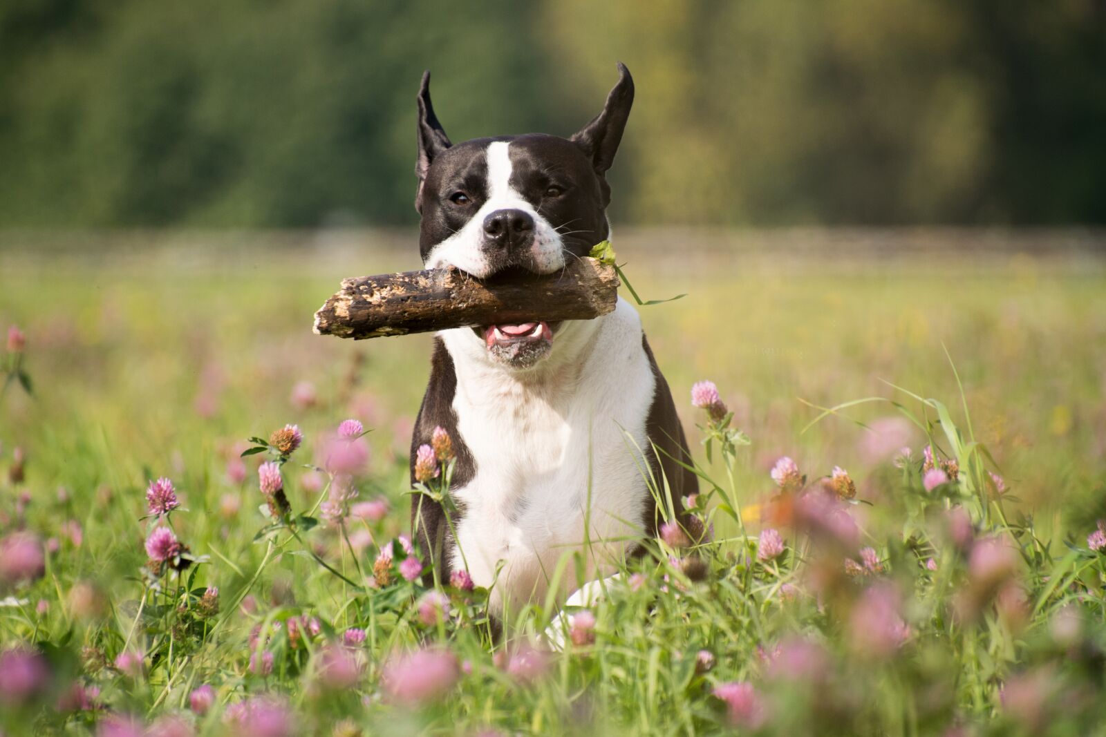 Nikon D3300 sample photo. Mammal, grass, dog photography