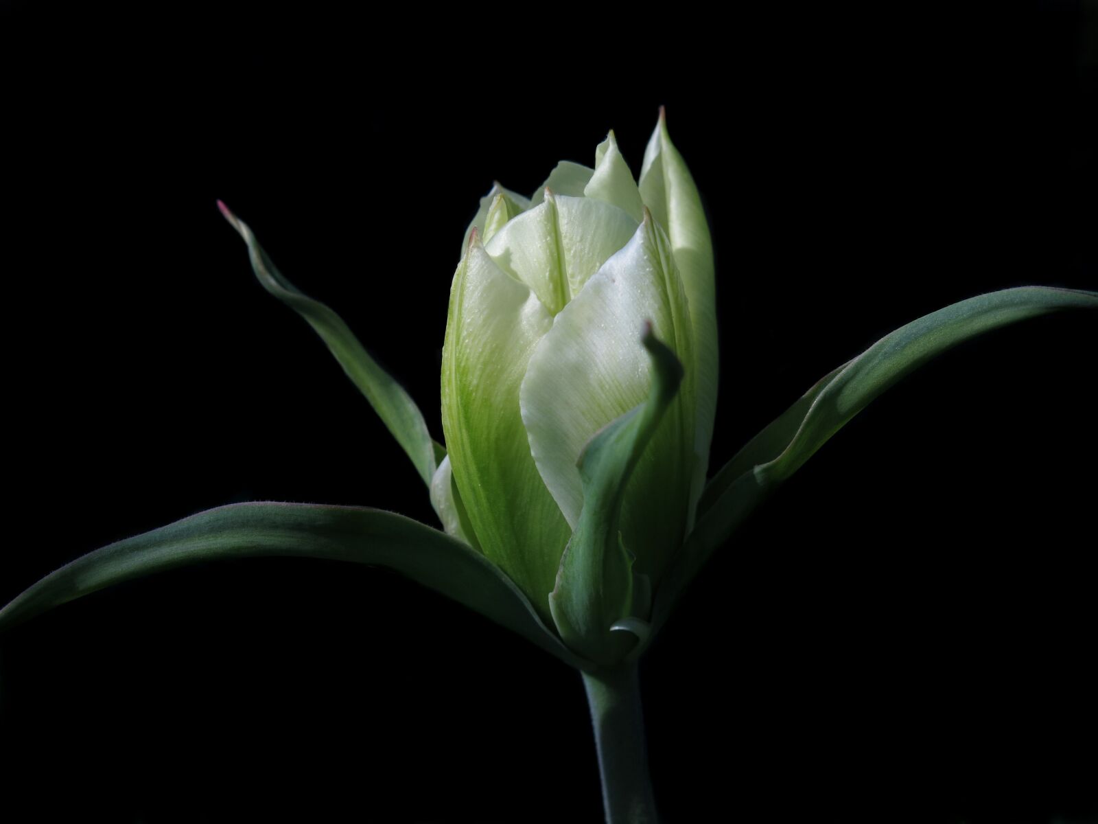 Canon PowerShot G15 sample photo. Tulip, spring, white photography