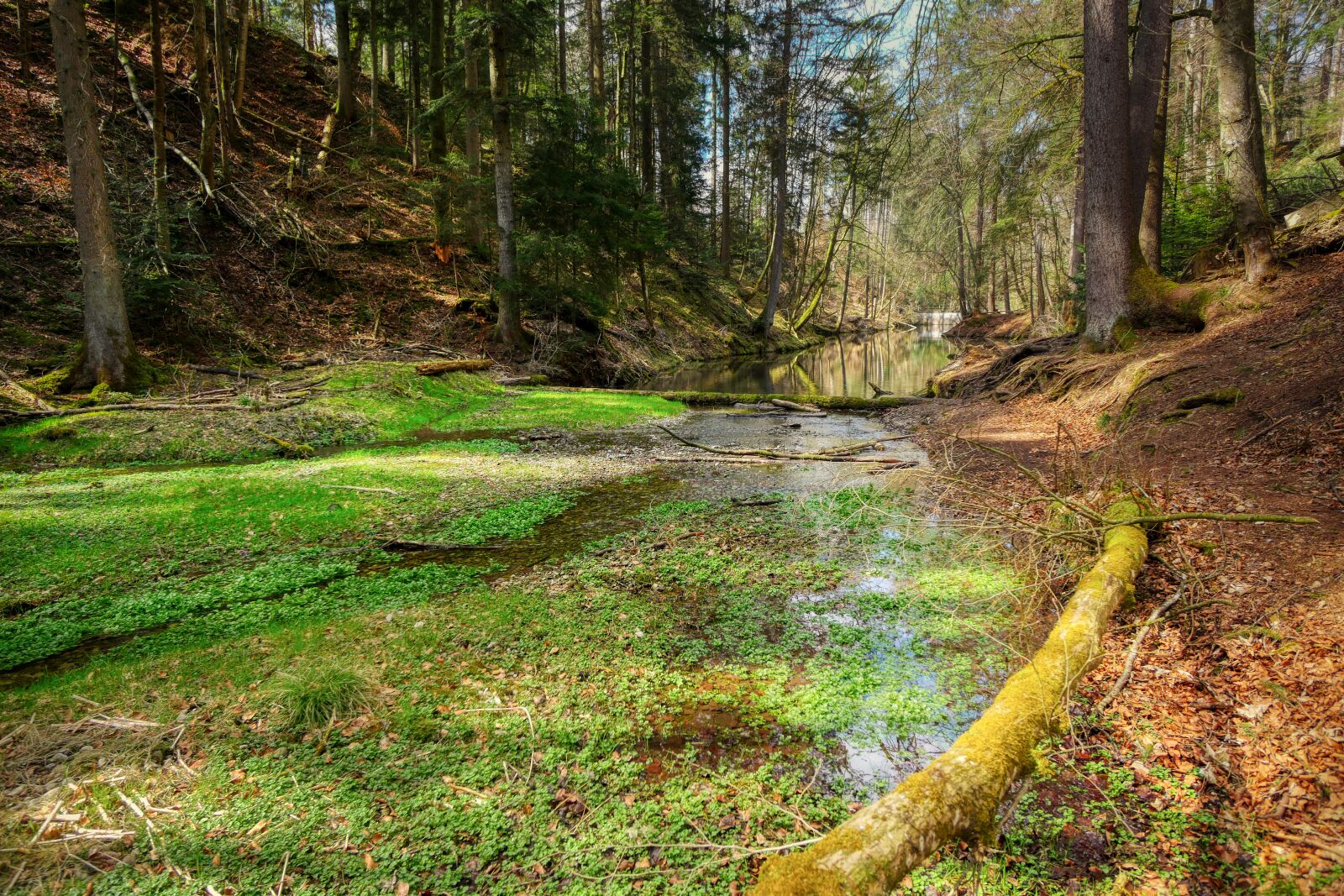 Panasonic Lumix DMC-GX8 sample photo. Forest, valley, bach photography
