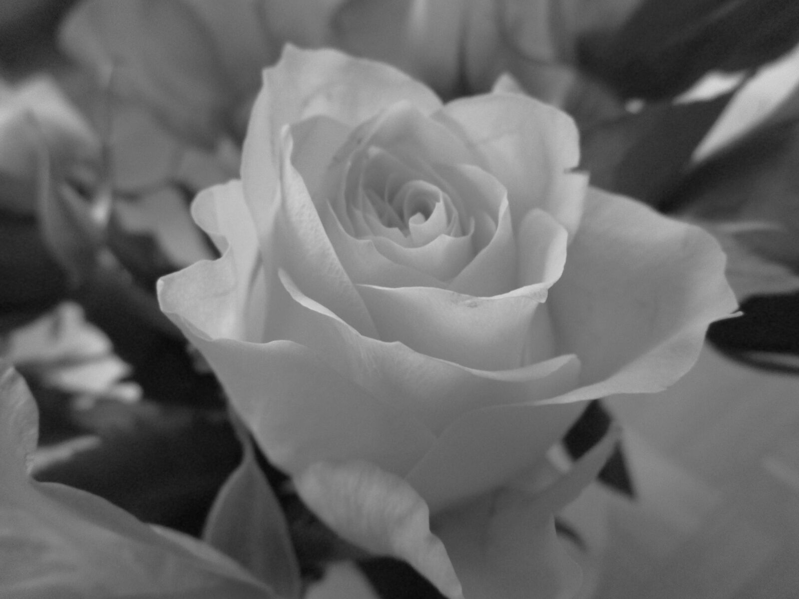 Canon IXUS 190 sample photo. Rose, black and white photography