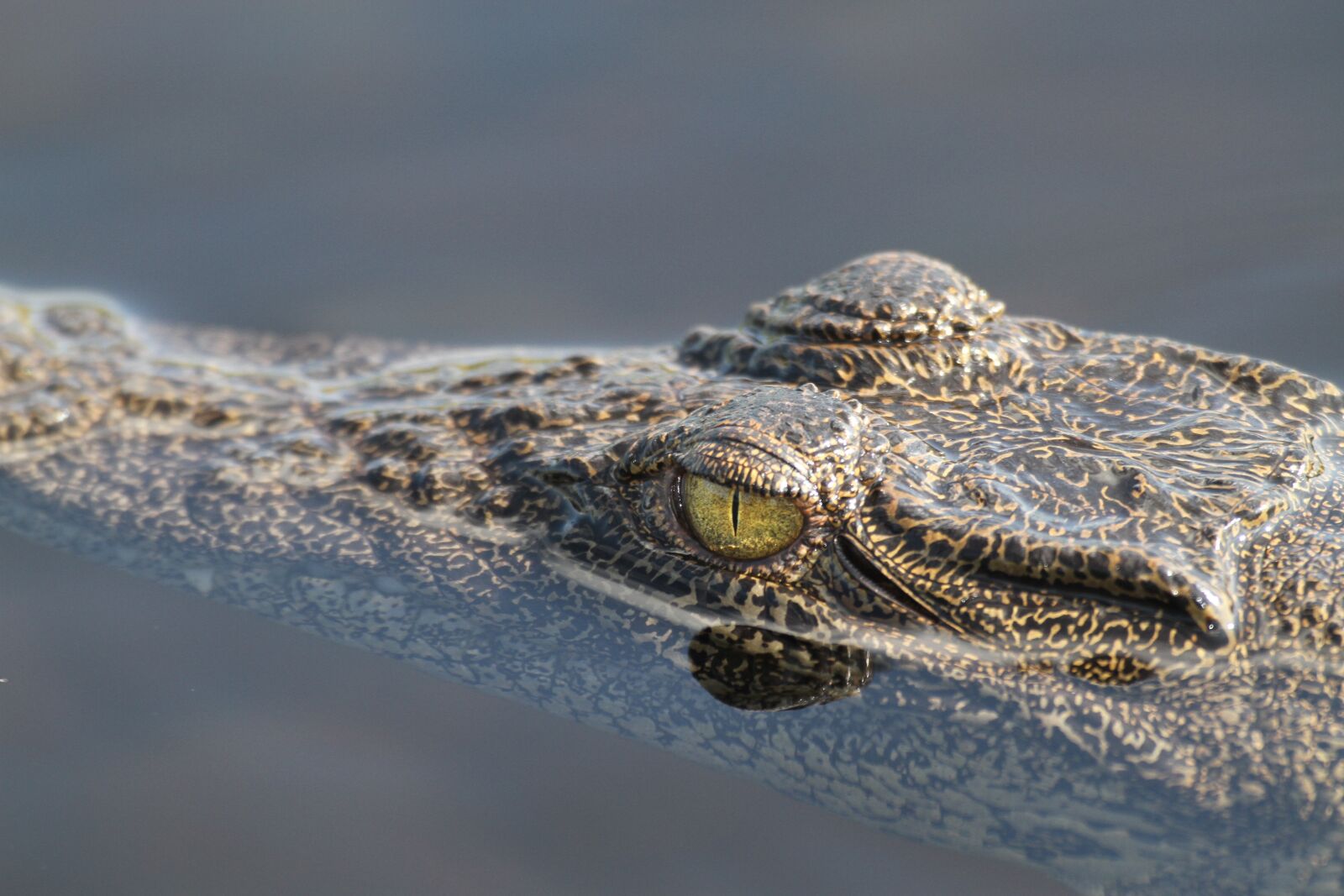 Canon EOS 7D sample photo. Crocodile, wildlife, africa photography