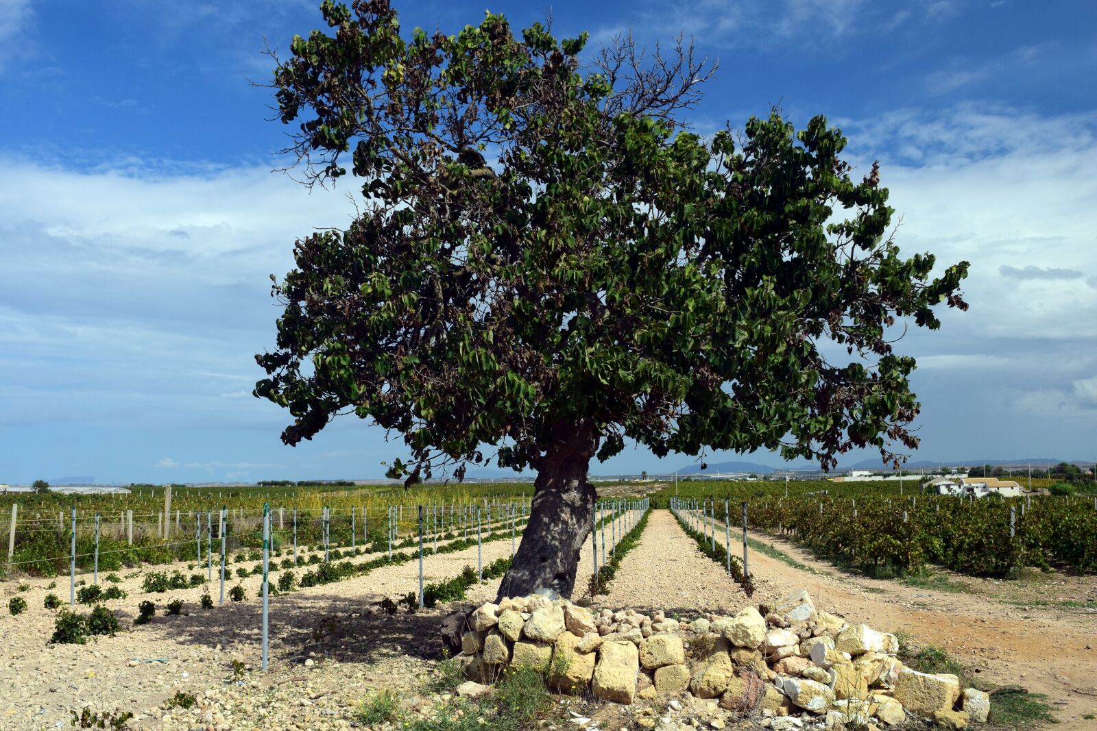 Nikon D3300 sample photo. Tree, mulberry tree, old photography