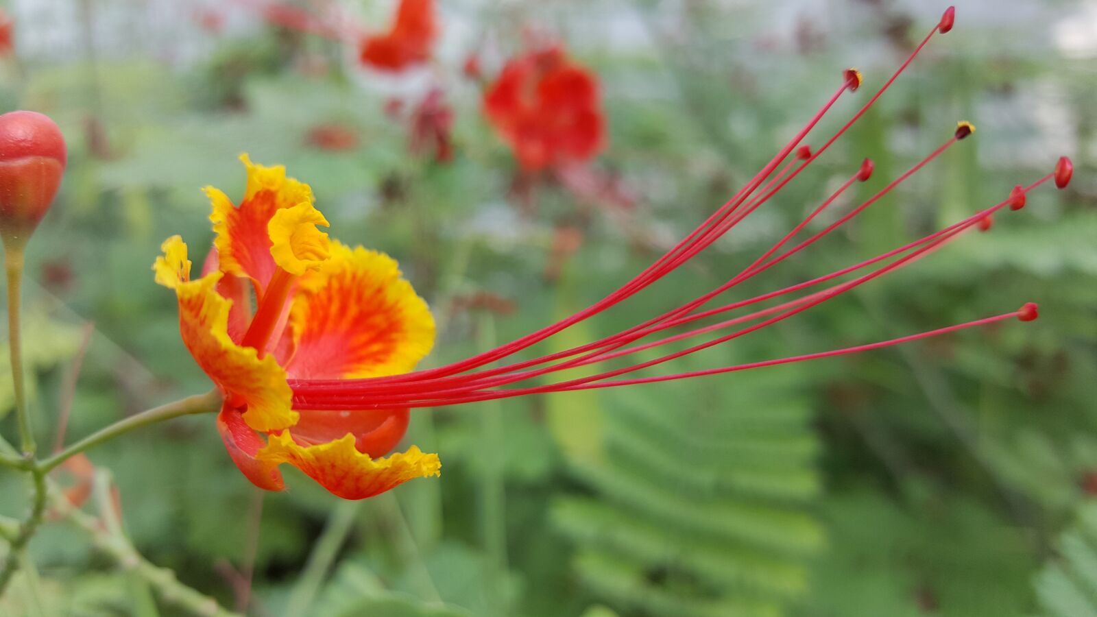 Samsung Galaxy Note5 sample photo. Flower, green, nature photography