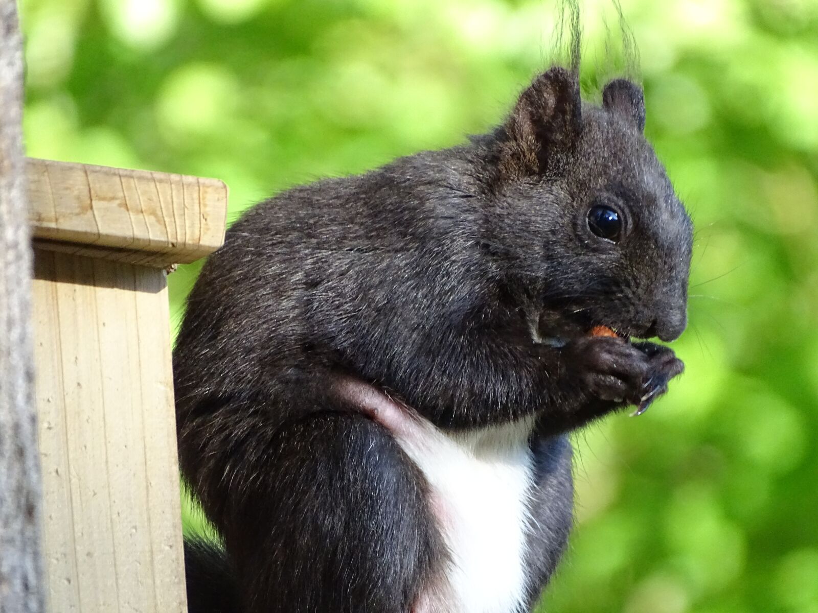 Sony Cyber-shot DSC-HX350 sample photo. Squirrel, croissant, rodent photography