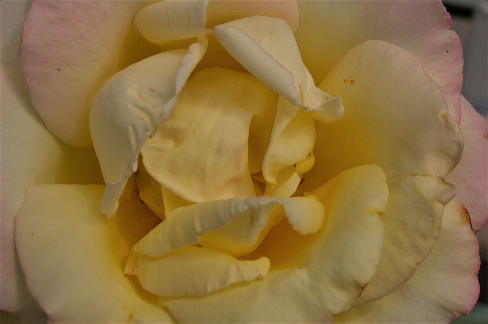 Pentax K100D Super sample photo. Flower, bloom, blossom photography